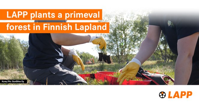 lapp-primeval-fores-linkedin
